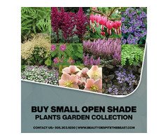 Buy Online Small Open Shade Plants Garden Collection | free-classifieds-usa.com - 1