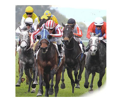 Do you enjoy riding horses or watching races but miss it? Here we have a collection of horse hunt ph | free-classifieds-usa.com - 1