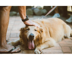 Brain Training for Dogs-Unique Dog Training Course | free-classifieds-usa.com - 2