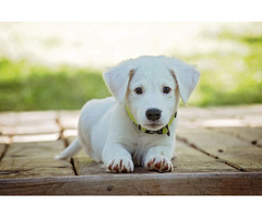 Brain Training for Dogs-Unique Dog Training Course | free-classifieds-usa.com - 3