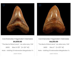Buy Megalodon Shark Tooth Online | free-classifieds-usa.com - 1