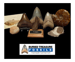 Looking For Real Dinosaur Fossils In USA - Buried Treasure Fossils | free-classifieds-usa.com - 1