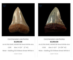  Shop Real Great White Shark Teeth In USA | free-classifieds-usa.com - 1
