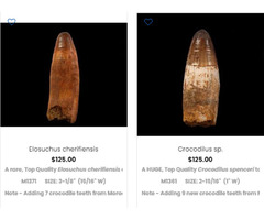 Affordable Fossil Crocodile Tooth For Sale | free-classifieds-usa.com - 1