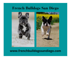 French Bulldog Puppy For Sale | San Diego French Bulldogs | free-classifieds-usa.com - 1