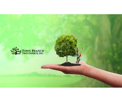 Get Your Plants Maintained by a Certified Arborist in Lexington, KY – Town Branch Tree Experts | free-classifieds-usa.com - 1