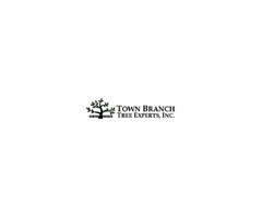 Top Town Branch Tree Service in Lexington – Town Branch Tree Experts | free-classifieds-usa.com - 1