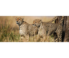 Get Best African Safari Companies | free-classifieds-usa.com - 1