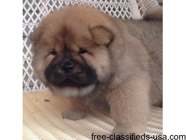 female chow chow for sale