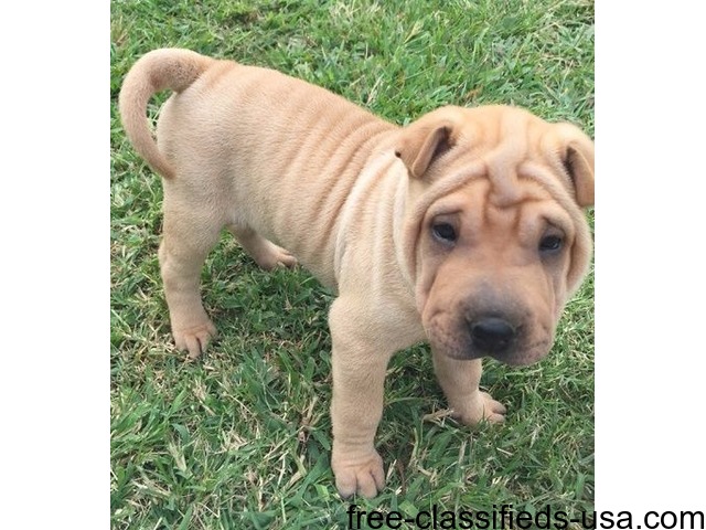Wonderful Male And Female Chinese Shar Pei Puppies For Sale