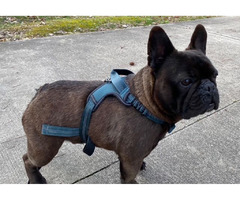 French Bulldog Adult Male Breeder | free-classifieds-usa.com - 1
