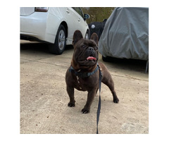 French Bulldog Adult Male Breeder | free-classifieds-usa.com - 2