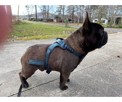 French Bulldog Adult Male Breeder | free-classifieds-usa.com - 3
