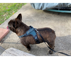French Bulldog Adult Male Breeder | free-classifieds-usa.com - 4
