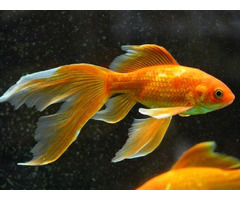 Buy Goldfish for Sale Today | free-classifieds-usa.com - 1