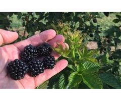 Ponca Thornless Blackberry | free-classifieds-usa.com - 1