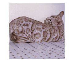 Bengal Kittens for sale near me - Minnesota!  	 | free-classifieds-usa.com - 1
