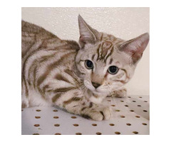 Bengal Kittens for sale near me - Minnesota!  	 | free-classifieds-usa.com - 2