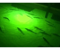 Underwater Fishing Lights | free-classifieds-usa.com - 1
