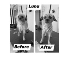 The Best Care For Your Dogs - Pet Grooming Salon Chicago | free-classifieds-usa.com - 1