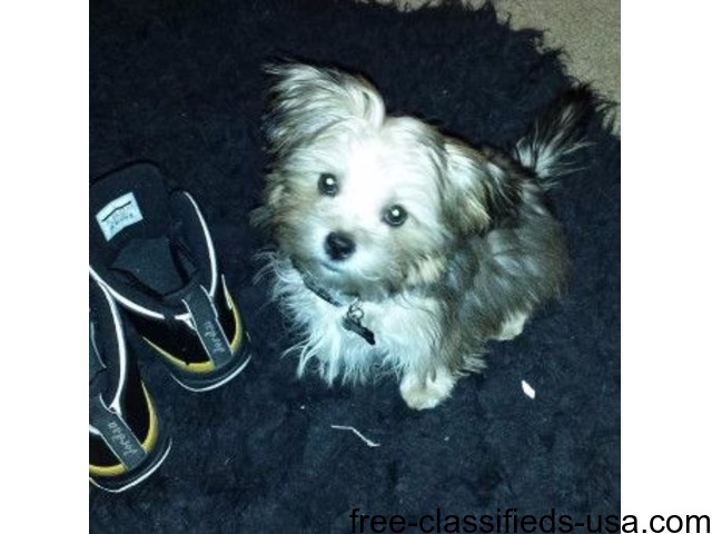 shorkie puppies for sale - Animals - Orlando - Florida - announcement-39732