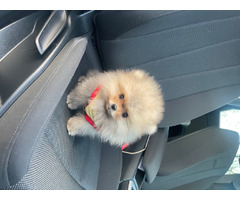Pomeranian Boo puppies top quality | free-classifieds-usa.com - 1