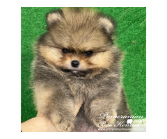 Pomeranian Boo puppies top quality | free-classifieds-usa.com - 2