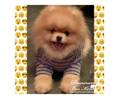 Pomeranian Boo puppies top quality | free-classifieds-usa.com - 3