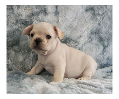 French Bulldogs in San Diego | free-classifieds-usa.com - 1