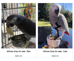 African Grey Parrots for sale | free-classifieds-usa.com - 1