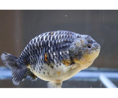Buy High Quality Fancy Goldfish Online Today| Chuchgoldfish | free-classifieds-usa.com - 1