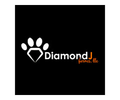 Choose The Cutest Puppy from Diamond J Farms | free-classifieds-usa.com - 1