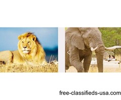 Experience The Real Adventure Trip Chobe Day Trips | free-classifieds-usa.com - 1