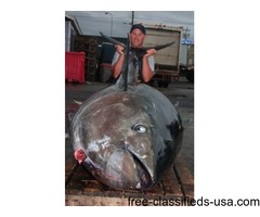 Fishing for Bluefin Tuna | free-classifieds-usa.com - 1