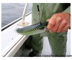 Fishing for Bluefin Tuna | free-classifieds-usa.com - 2