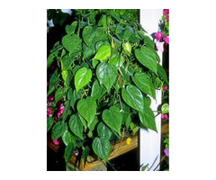 The Home & Garden Store is the paramount Plant nurseries in Idaho | free-classifieds-usa.com - 1