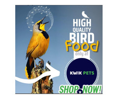 The Best Homemade Bird Snack & Treat Ideas | free-classifieds-usa.com - 1
