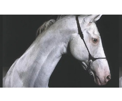 Horse portrait photographs to decorate your home | free-classifieds-usa.com - 1