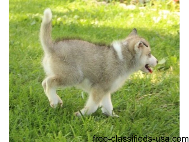 Denver Siberian husky puppies for adoption to lovely homes ...