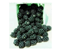 Navaho Thornless Blackberry Plants | free-classifieds-usa.com - 1