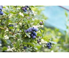 Patriot Blueberry Plant For Sale | free-classifieds-usa.com - 1