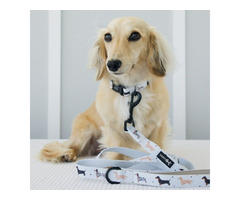 Rainy Dachshund Dog Fabric Leash | free-classifieds-usa.com - 1