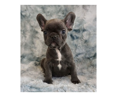 Blue Fawn Merle French Bulldog for Sale in San Diego | Merle Female | free-classifieds-usa.com - 1
