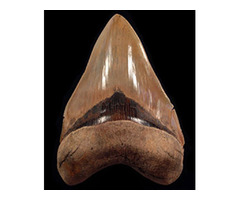 Shop The Best Megalodon Tooth -  Buried Treasure Fossils | free-classifieds-usa.com - 1
