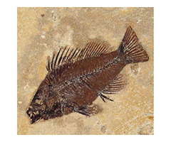 Fish Fossils For Sale Online - Buried Treasure Fossils | free-classifieds-usa.com - 1