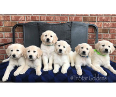 Adorable Golden Retrievers Puppies for Sale! | free-classifieds-usa.com - 1