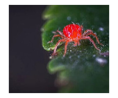  Reach Us For Excellent Spider Mite Insecticide Services | free-classifieds-usa.com - 1