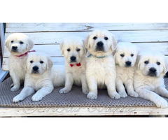 Healthiest and Cute Golden Retriever in Tennessee! | free-classifieds-usa.com - 1