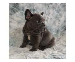 Blue Merle Puppies for Sale in San Diego | San Diego French Bulldogs | free-classifieds-usa.com - 1