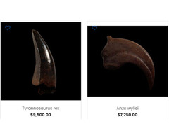 Dinosaur Fossils For Sale Online  - Buried Treasure Fossils | free-classifieds-usa.com - 1